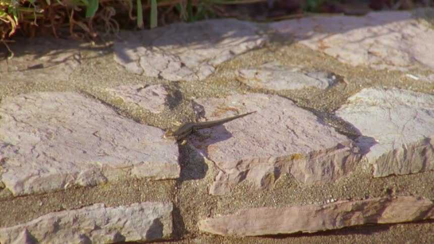 A stone enclosure outside with grass growing in it