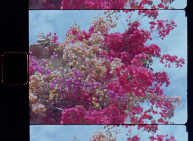 Looking upward to intertwined branches of flowering trees or bushes growing on a house wall covered in flowers with colourful pink red lilac purple and yellow petals sway in the wind or breeze under a blue sky with clouds on Super-8