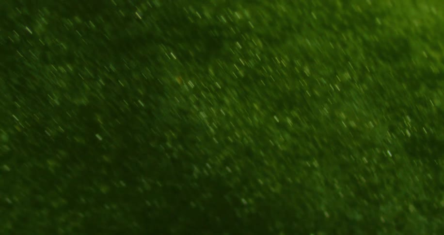 Closeup of a unified texture with green coloring in abstract moss