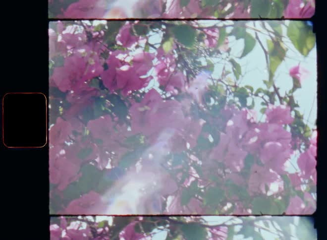 Handheld dynamic 8mm film footage of beautiful tree or bush covered in green leaves and colorful pink or lilac flowers with petals and vibrant colors in front of the blue sky as the sun breaks through the plant causing lens flare and glare
