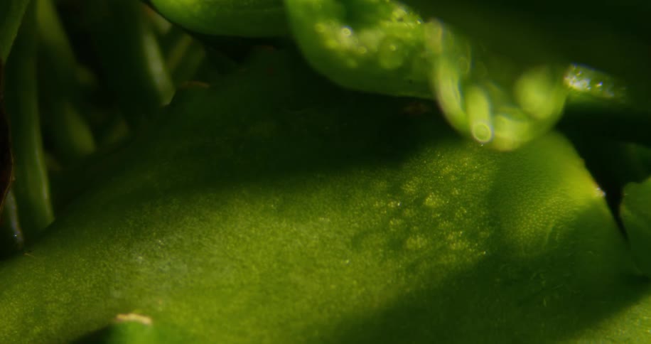 A droplet of dew falls on to a leaf