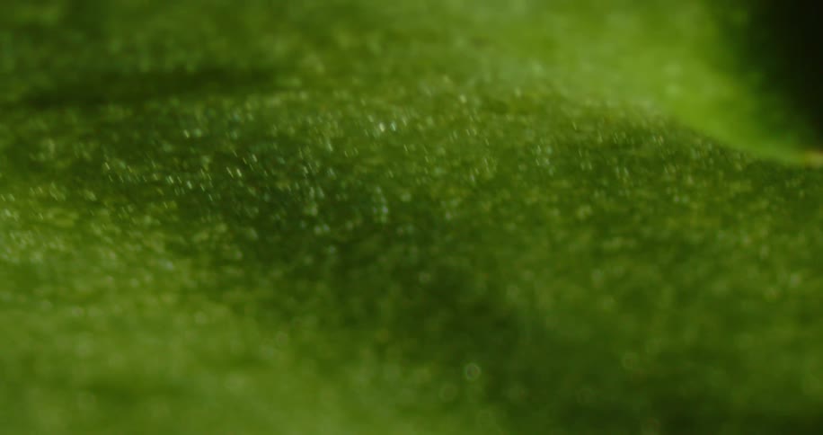 A verdant plain during the day