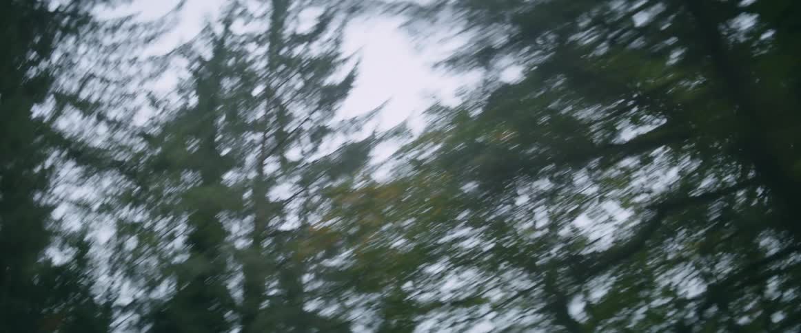 Lots of forest trees passing by quickly as if someone was in a vehicle