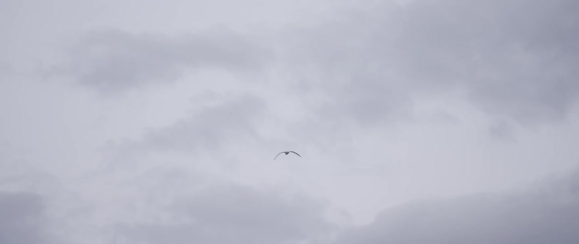A bird flies into the cloudy sky
