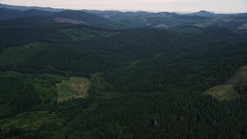 Aerial footage of a vast evergreen forest in Washington County Oregon showcasing logging areas and a small clearing