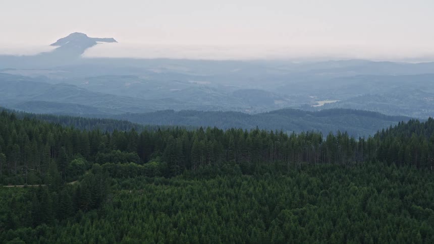 an flyover of a dense evergreen forest in Clatsop County Oregon showcasing the lush woodland scenery during summer