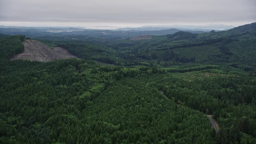 Aerial footage of clear-cut area with new growth near evergreen trees in Clatsop County Oregon showing the impact of logging on the forest landscape