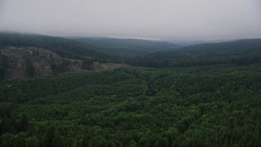 Aerial flyover of an evergreen forest in Oregon approaching a clear-cut area in Clatsop County showing the impact of logging and deforestation in the natural woodland