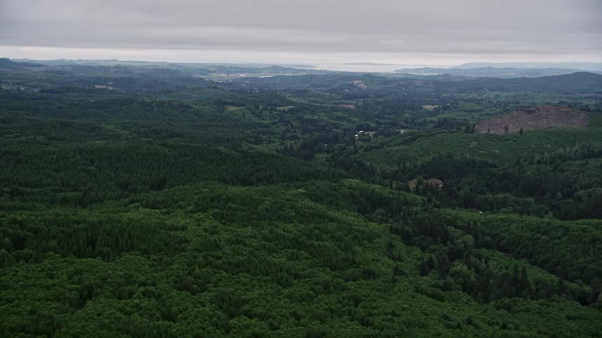 Aerial footage of a vast evergreen forest in Clatsop County Oregon showcasing the natural beauty of the Pacific Northwest during the summer