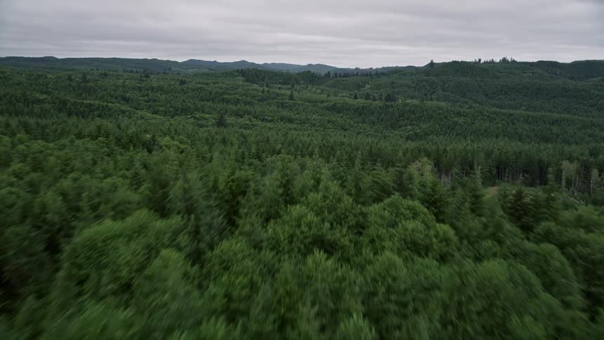 Fly over a lush evergreen forest and rolling hills in Pacific County Washington during a sunny summer day