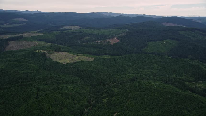 Aerial view of clear cut logging areas and evergreen forest in Washington County Oregon showcasing the effects of deforestation and the timber industry in the Pacific Northwest during summer