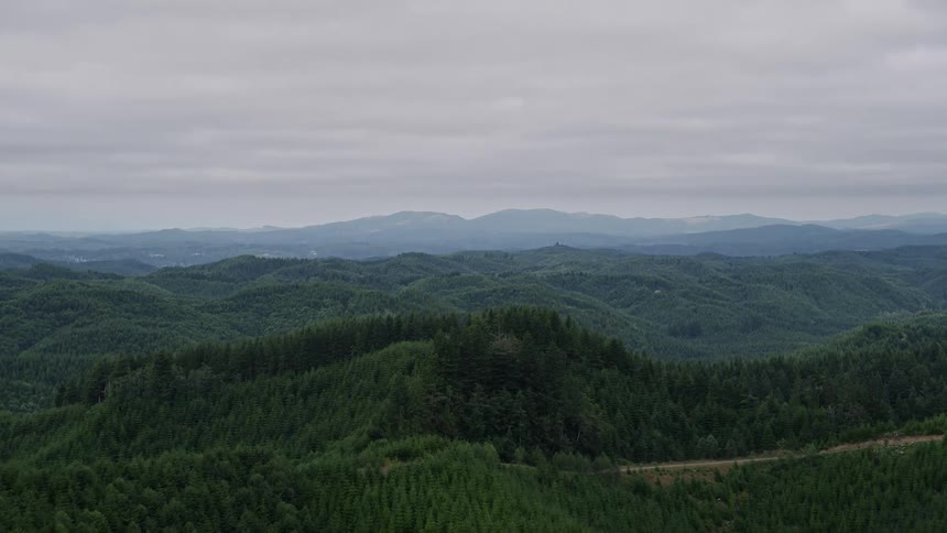 Aerial footage of lush evergreen forests covering hills in Satsop Washington during a sunny summer day