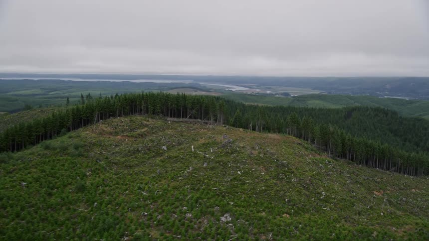 Aerial footage of evergreen trees on the edge of a logging area in Pacific County Washington during sunny daytime in summer
