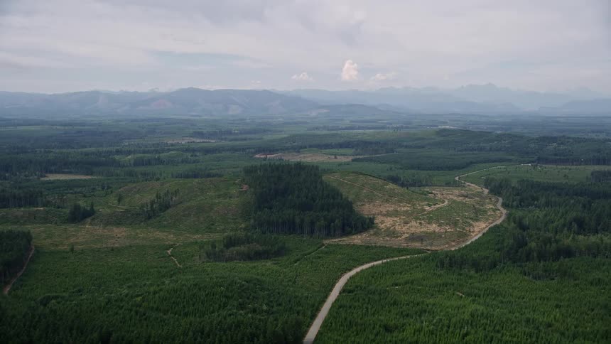 Aerial footage of a winding road cutting through logging areas and dense evergreen forest in Mason County Washington showcasing the natural beauty and industrial activities of timberland during the daytime