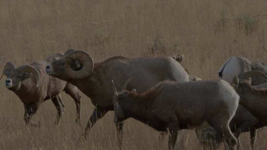 Several bighorn sheep in a grassland environment with a focus on one of them that is affectionately interacting with another