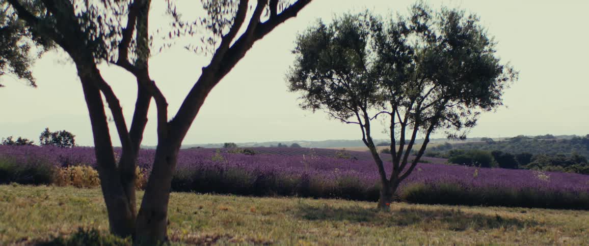 A grass field with winds blowing the leaves on trees during the day