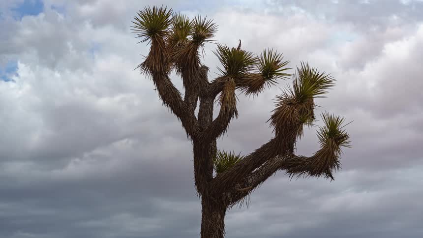 Dense clouds move over a tropical tree