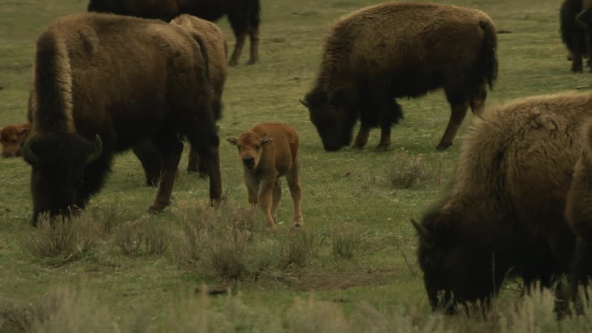 A herd of buffalo grazing in a grassy field with buffalo calves grazing with them