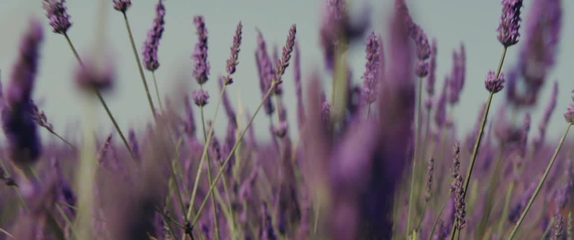 The field is covered with lavender
