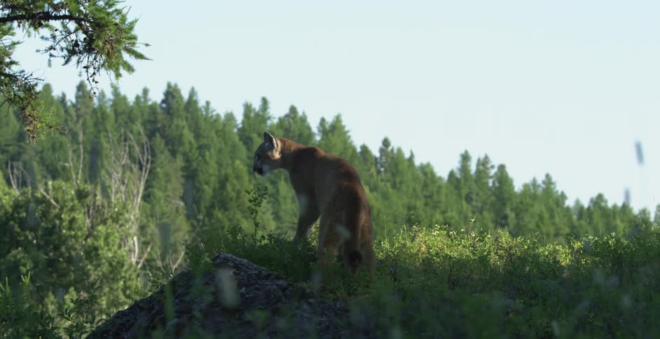 A mountain lion walking onto a grassy knoll looking over a valley full of trees during the day