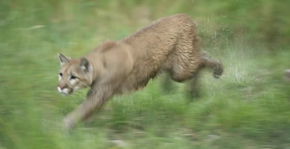 Puma running and leaping in the midst of the jungle