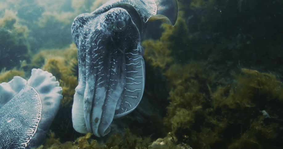Blue cuttlefish float near kelp covered reef