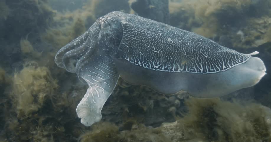 Cuttlefish floating above the reef