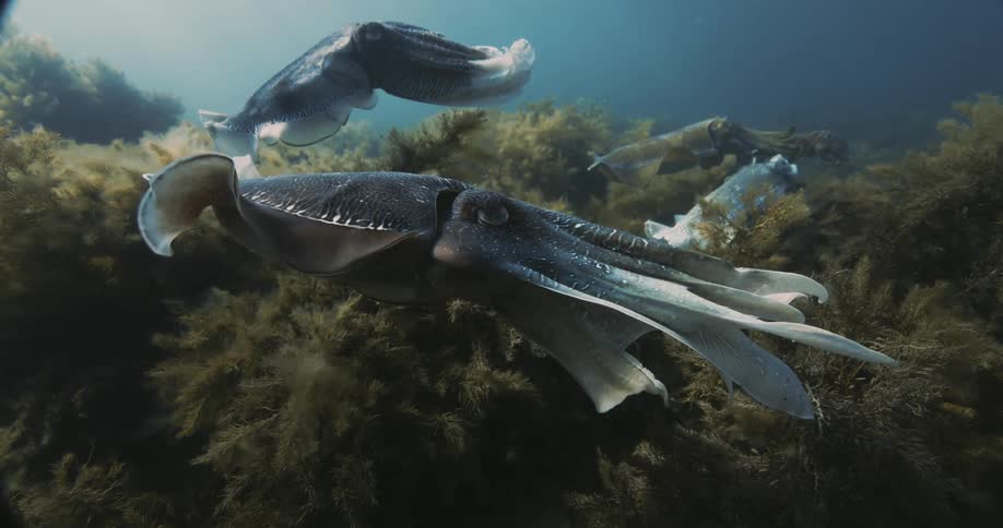 Cuttlefish swim over reef in murky water
