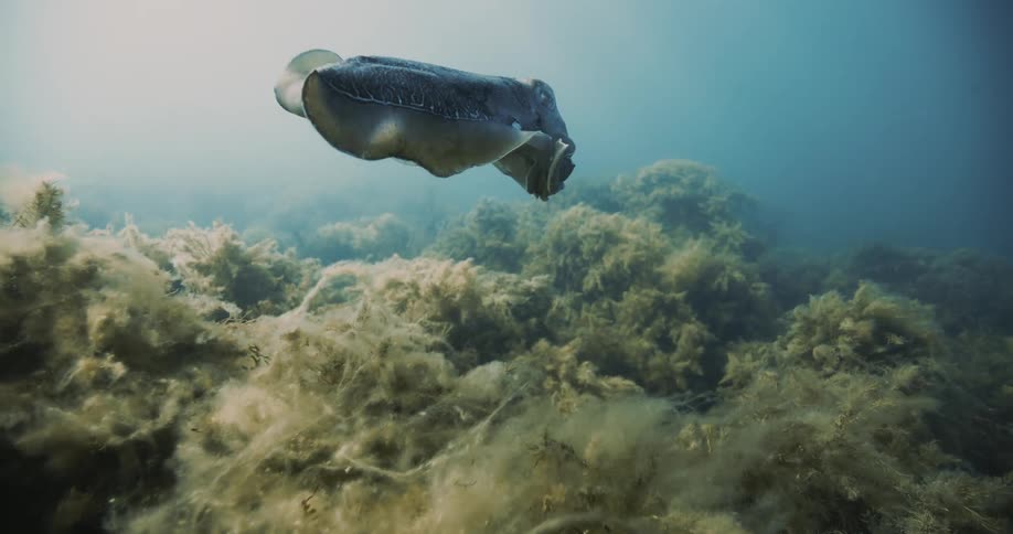 A large cuttlefish swims above the ocean floor