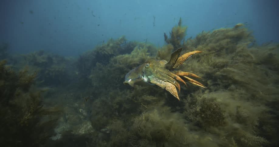 Cuttlefish swims through sea vegetation in murky water