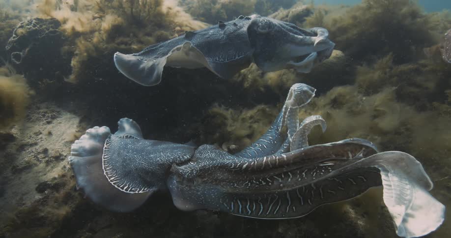 Cuttlefish mating behaviour