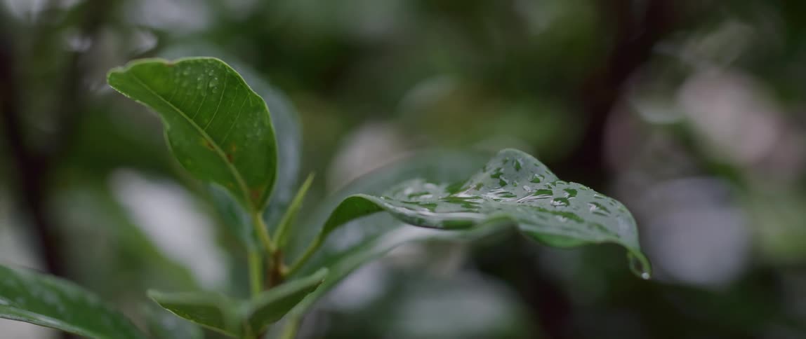 Rain drops onto wet plant leaves