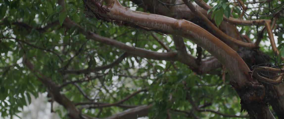 Heavy rain falls in the woods