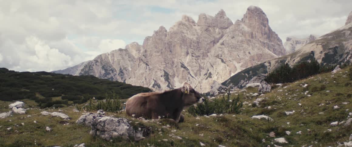 A large marsupial grazes in a field below a mountain