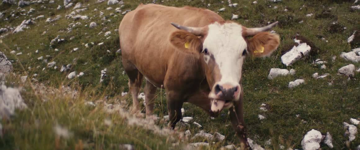 Close up of a cow with horns grazing on grass in a field during the day