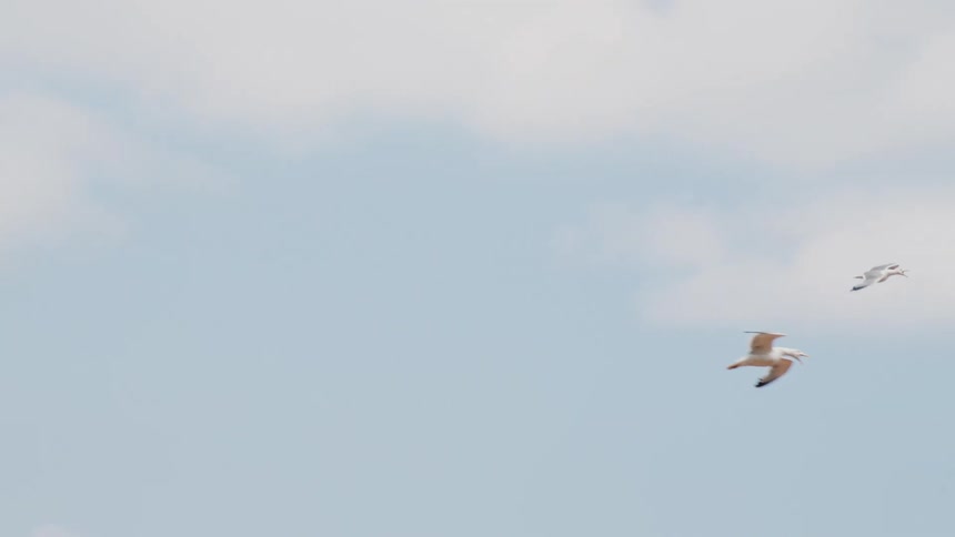 Large birds soar through the sky