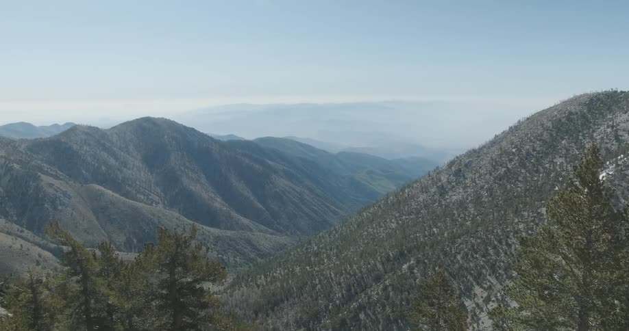 Trees grow in mountains