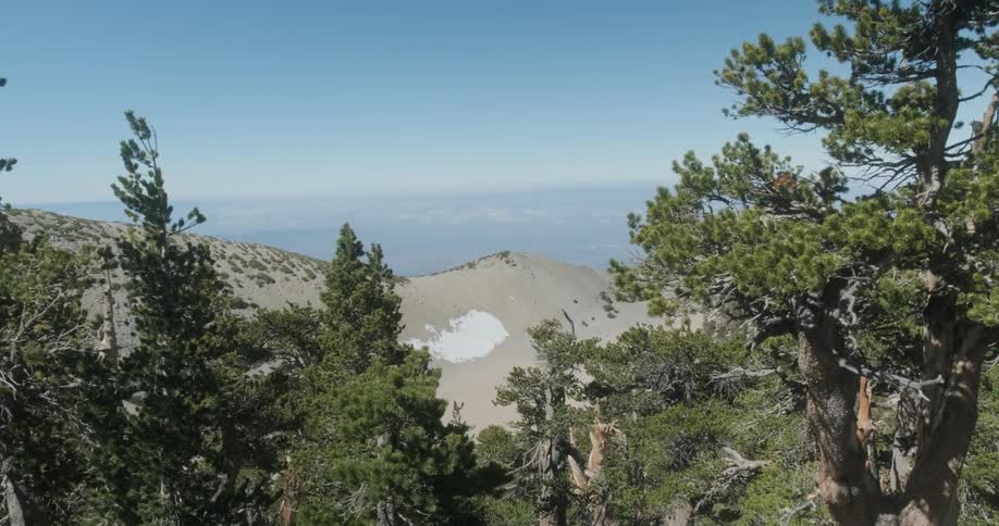 Trees sit motionless atop the mountain