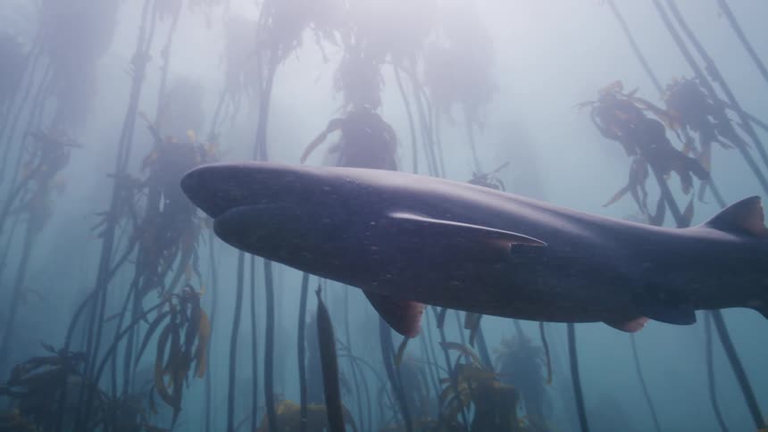 A lone shark slowly swims through an underwater kelp forest