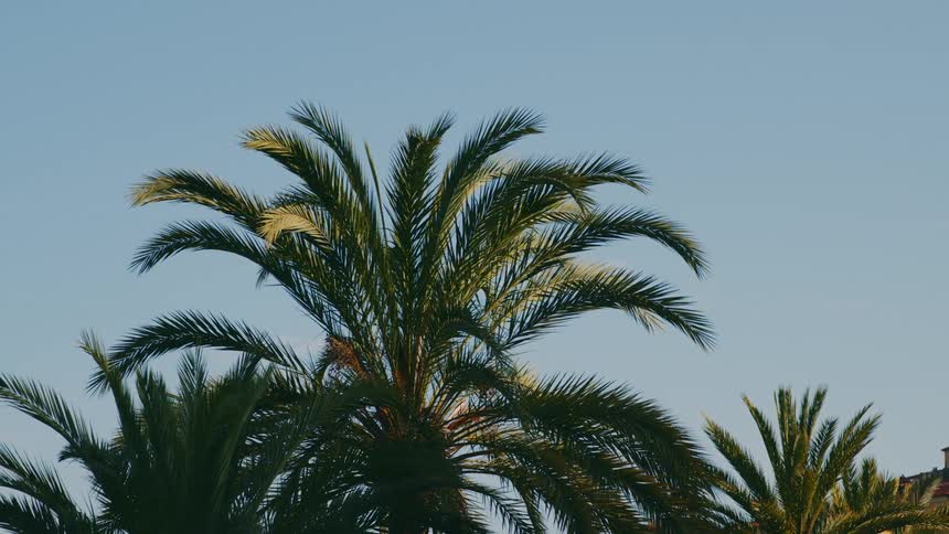 A palm tree with sunlight reflecting off the leaves