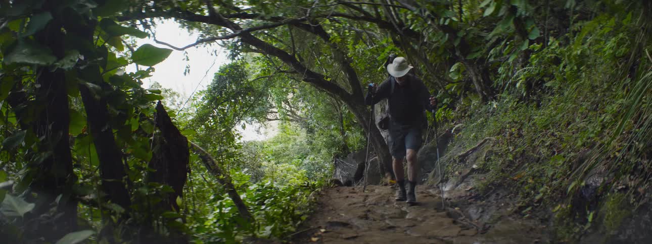A man hikes through a lush forest
