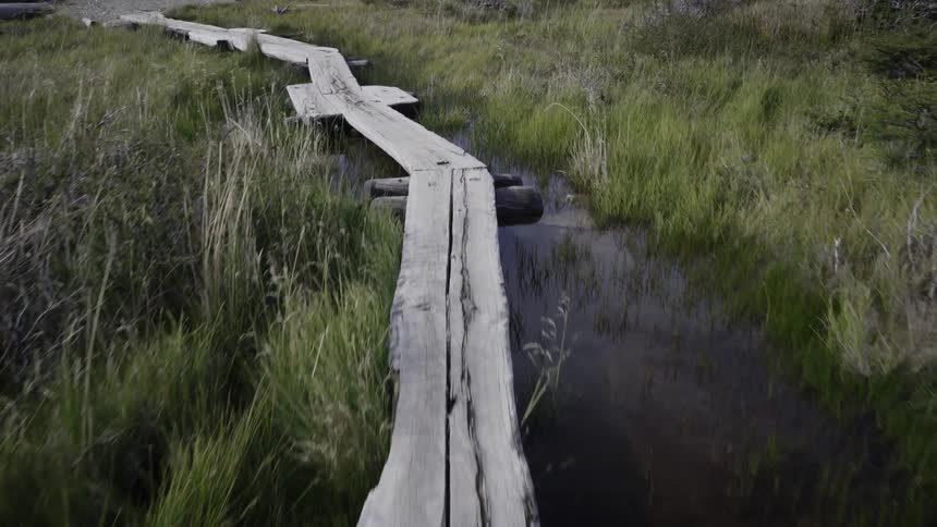 Wooden path through a wet marsh
