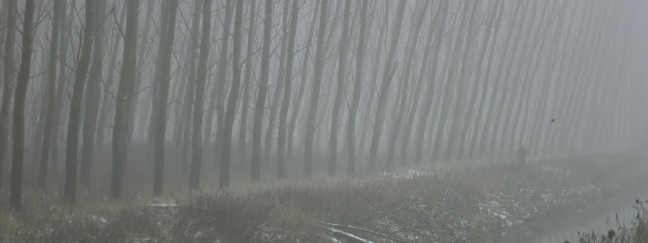 A bird flies past a man standing on the edge of a row of trees on a foggy winter day