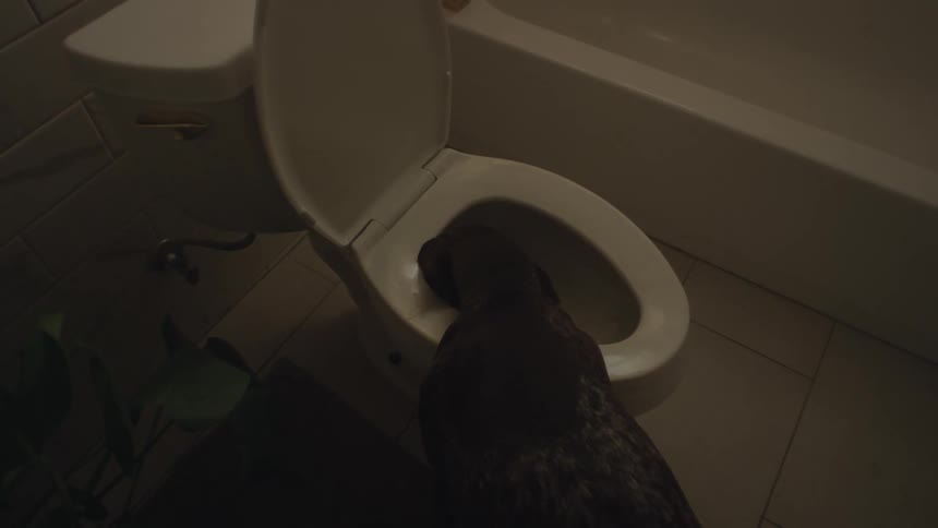Dog indoors in a bathroom inspecting the inside of a toilet