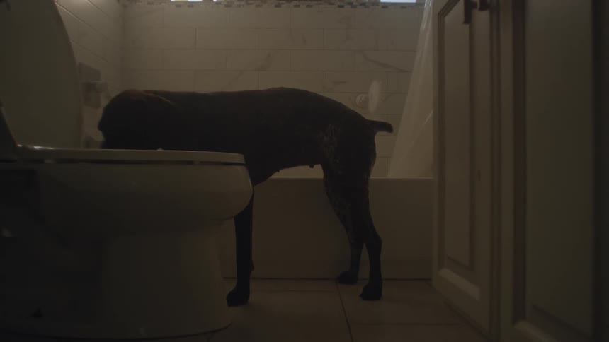 Dog inside a bathroom resting its head on the toilet