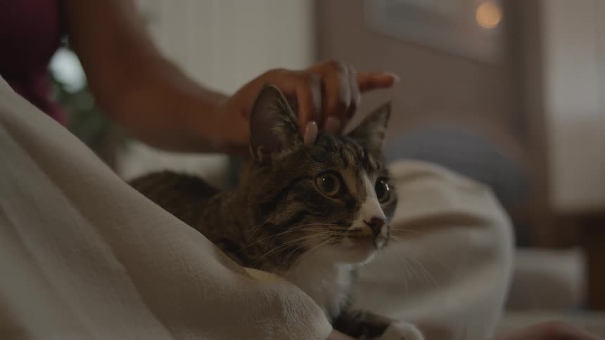 Cat is pet while sitting in persons lap