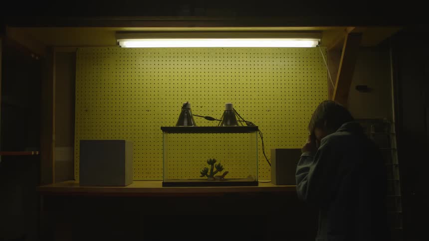 A lizard in an aquarium on the table