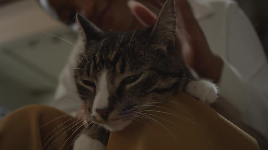 Woman with a cat on her lap playing with its paws and petting its head