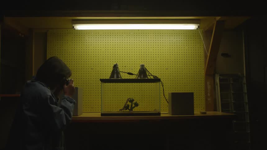 Man indoors standing up taking pictures of a lizard inside a glass cage