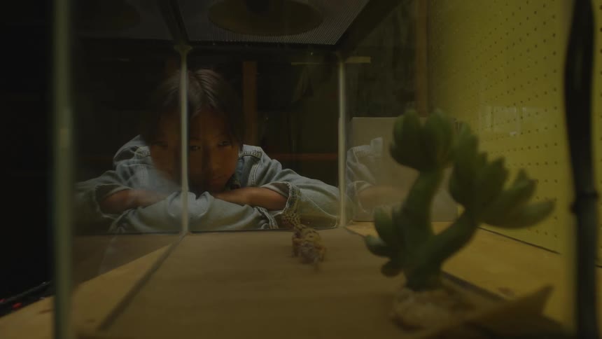 A boy watches a lizard in a glass aquarium
